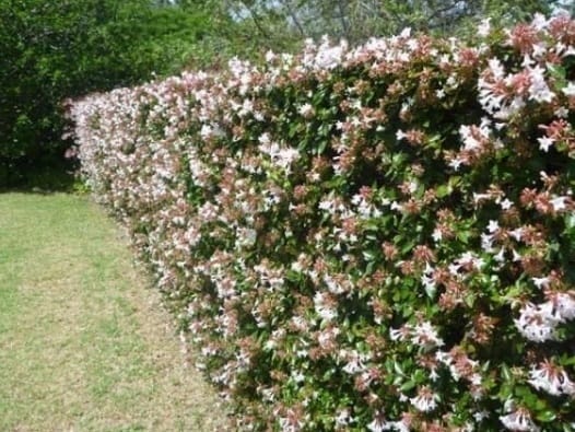 Abelia Grandiflora