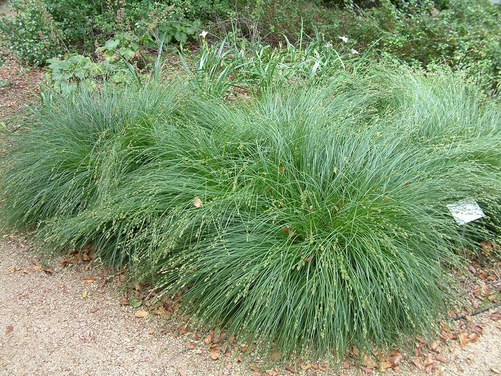 Carex Divulsa