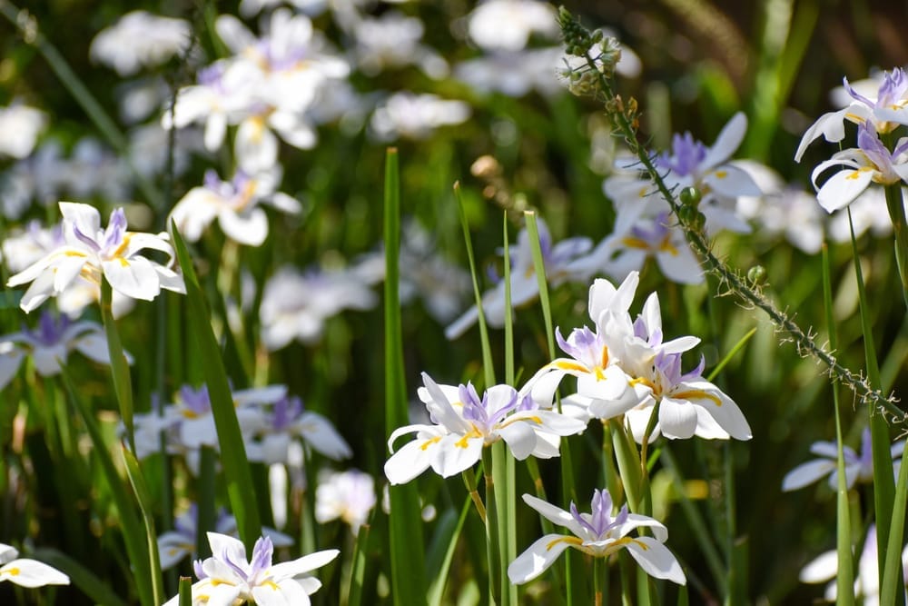Dietes (Lirio Africano)