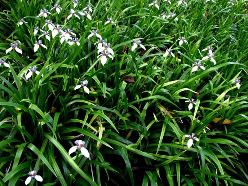 Lirio de Misiones