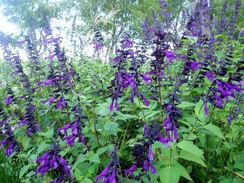 Salvia Guaranítica